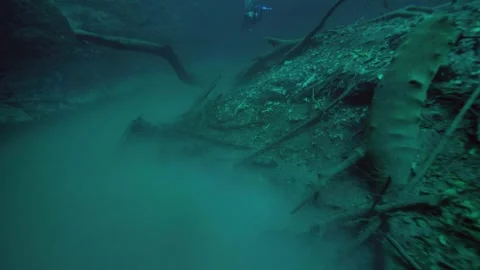 Wide underwater view of dense root wall Vídeo Stock 341358899