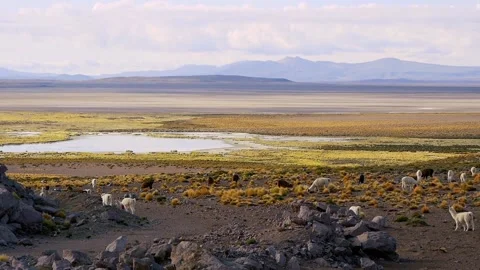 Wide Valley With A Small Lagoon, A Group Of Llamas And Mountains In The Distance Stock Footage 168143563