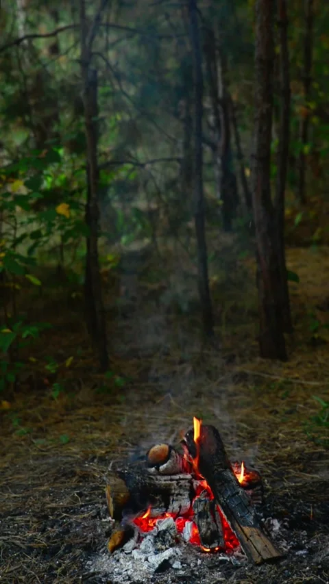 Wide vertical shot of a small campfire burning in the dark forest woods Stockbeeldmateriaal 345121681