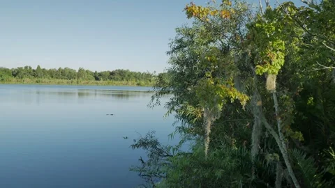 Wide view of an alligator on the surface of the blue water lake in the early mor Stock Footage 283297513