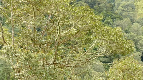 Wide view and then close up of stunning Quetzal bird in Central America - 24fps Stock Footage 104132769