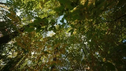 Wide view of the autumn forest Stock Footage 81167742