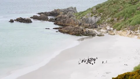 Wide View Beach Penguin Colony in Falkland Islands. High Quality 4K Stock Footage 277920055