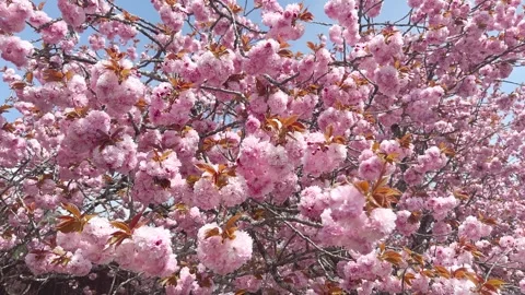 Wide View of Blooming Sakura Trees Swaying in Spring Breeze, Japan Stock Footage 339009148