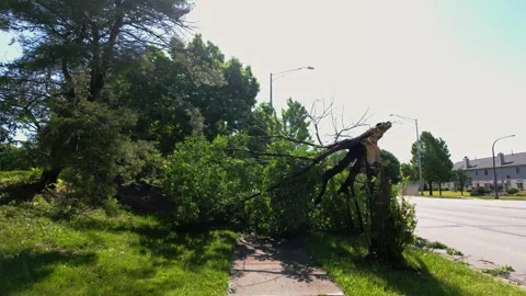Wide view of Broken tree trunk and fallen branches after severe storm damage in Stock Footage 340383645