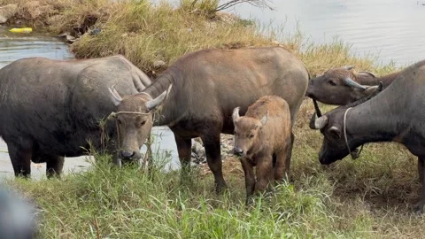 Wide view of buffalo herd scattered across wet floodplain grassland with Stock Footage 323981114