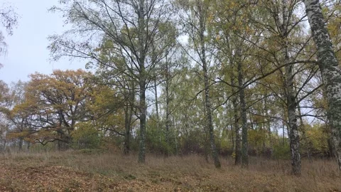 Wide View Of A Calm Forest Clearing Under A Heavy Overcast Sky Stock Footage 348602608