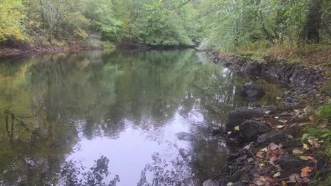Wide View Of A Calm River Flowing Through A Dense Green Forest Stock Footage 348063204