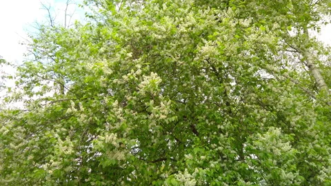 Wide view camera moving from tree. Tree with young green leaves and flowers Video stock 197001764