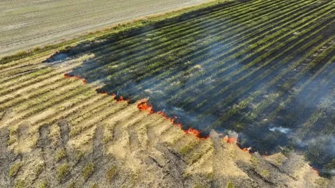 Wide view captures an active fire spreading across a dry rice field. Stock-Footage 343617463