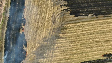 Wide view captures an active fire spreading across a dry rice field. Stock-Footage 343617531