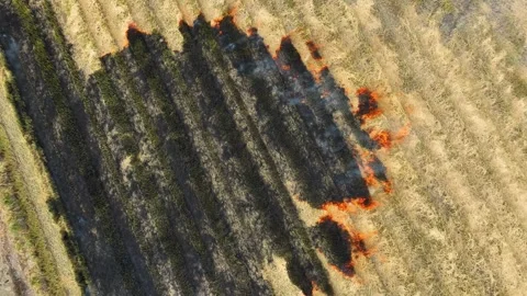 Wide view captures an active fire spreading across a dry rice field. Stock-Footage 343617597