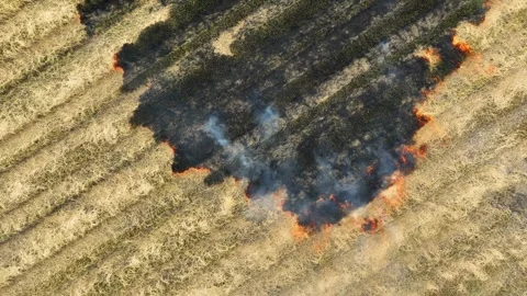 Wide view captures an active fire spreading across a dry rice field. Stock Footage 343617607