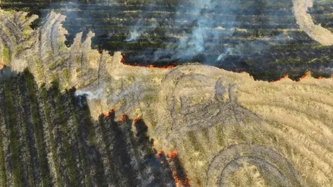 Wide view captures an active fire spreading across a dry rice field. Stock-Footage 343617626