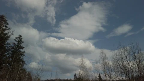 Wide view on clouds in blue sky through coniferous forest. Tracking shot of tree Stock Footage 129805933