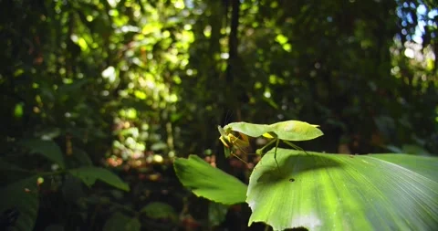 A wide view of cobra mantis devouring a grasshopper in rainforest of Peru, held Stock Footage 307496589