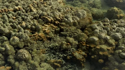 Wide View of Coral Reef Flat in Tropical Intertidal Lagoon Видео 338213261