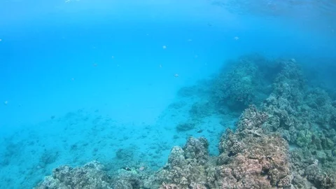 Wide view of coral reef with Sergeant Major fish slow motion 4K Hawaii Stock-Footage 98430556