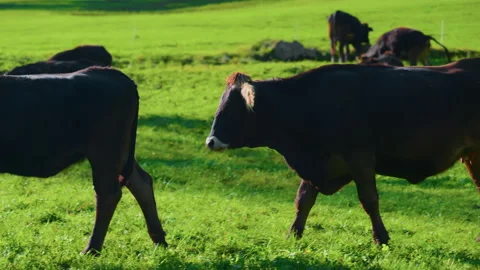 Wide View of Cows Grazing in Alpine Mountain Meadow Stock Footage 320194103