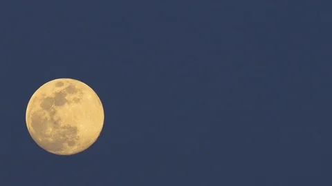 Wide View Of Cows Grazing Under A Full Moon Stock Footage 106627606