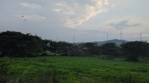 A wide view of crowd of migrated white birds perched on large wide trees ne.. Vidéo 336043099