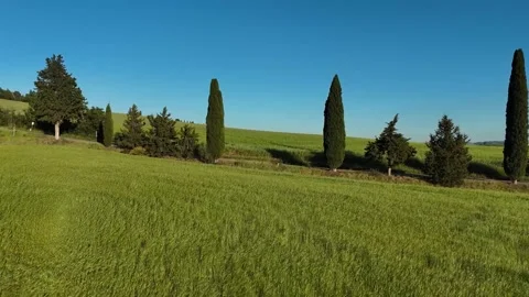 Wide View of Cypress Tree Line Along Green Tuscan Meadow Stock Footage 347189460