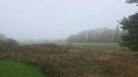 Wide View Of Dark Damp Field And Moody Misty Forest Edge Stock Footage 348057731