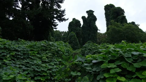 Wide view of dense climbing vine foliage blanketing tall trees in coastal f Vídeo Stock 347865087