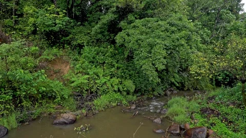 A wide view of a dense green foliage trees and a small water body amidst fore Video stock 332353682