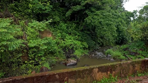 A wide view of a dense green foliage trees and a small water body amidst fore Stockbeeldmateriaal 332353710