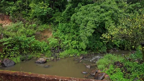 A wide view of a dense green foliage trees and a small water body amidst fore Stockbeeldmateriaal 332353747