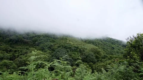 A wide view of dense green forest foliage meets a wall of white mist and clou Video stock 332353066