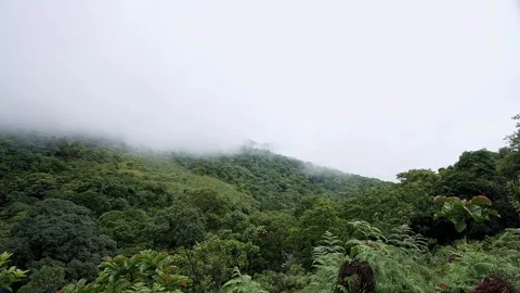 A wide view of dense green forest foliage meets a wall of white mist and clou Stockbeeldmateriaal 332353068