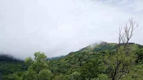 A wide view of dense green forest foliage meets a wall of white mist and clou Stockbeeldmateriaal 332354838