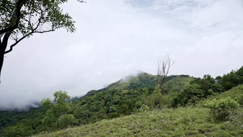 A wide view of dense green forest foliage meets a wall of white mist and clou Stockbeeldmateriaal 332354886