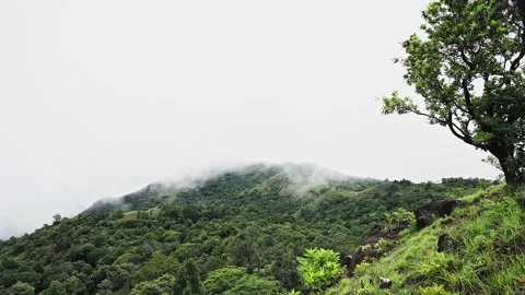 A wide view of dense green forest foliage meets a wall of white mist and clou Stockbeeldmateriaal 332355104