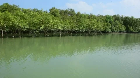 Wide View of Dense Mangrove Forest Bordering Tidal River Stock Footage 318944393