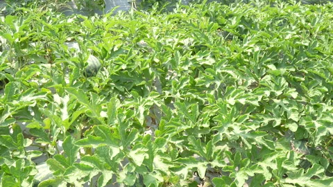 Wide View Dense Watermelon Foliage Swaying In Wind Video stock 333375088