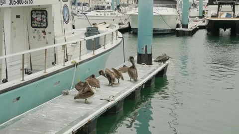 Wide view down over multiple Brown Pelicans on the metal dock of a marina. Large Stock Footage 300809046