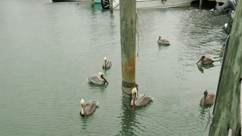 Wide view down over multiple Brown Pelicans in the calm water of a marina. large Stock Footage 300809798