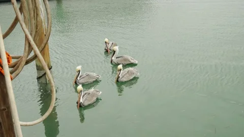 Wide view down over multiple Brown Pelicans in the calm water of a marina. large Video stock 300809833