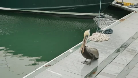 Wide view down over one Brown Pelicans on the metal dock of a marina. Wind blowi Stock Footage 300809660