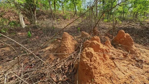 Wide View of Earthen Termite Mounds Scattered Across Dry Woodland Floor Stock Footage 337978035