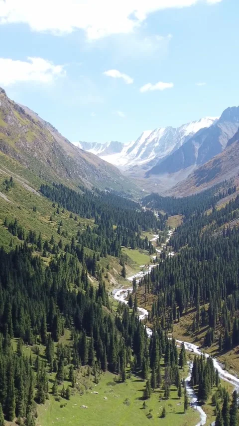 Wide view of epic mountain valley with dense spruce forest and winding river Stock Footage 336690015