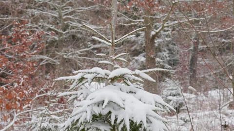 Wide View of Evergreen Spruce Standing among Oak Trees in Winter Forest Video stock 332222542