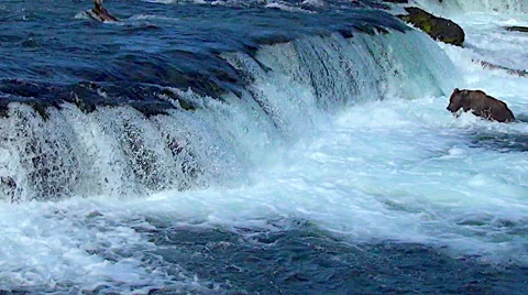 Wide View of Falls Including Bear With Fish  &amp; Jumping Salmon - Zoom In Stock Footage 51123610