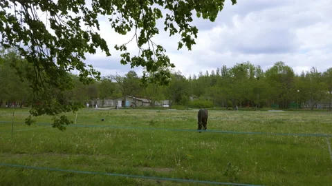 Wide view on a field with one black horse standing in the middle Video stock 203865458