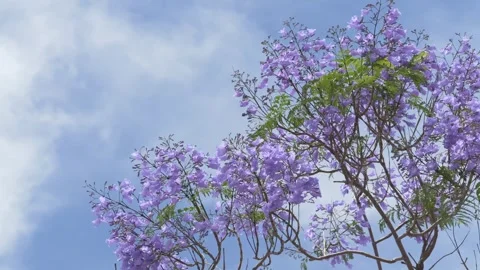 Wide view of flowering jacaranda trees against the sky. Popular seasonal symbol Stock Footage 335745478