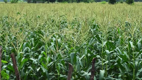 Wide View of Flowering Maize Field With Healthy Green Crops Under Daylight Sky Stock Footage 340974206