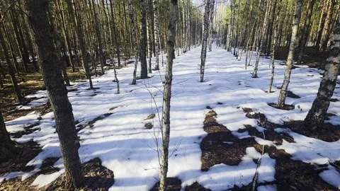 Wide view of forest path covered with patches of melting snow, surrounded by Stock Footage 341658136